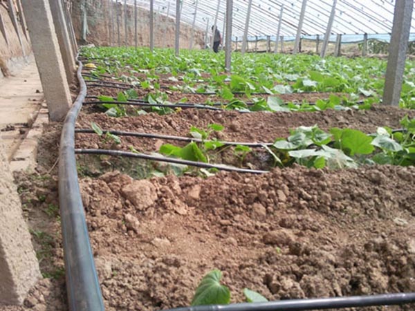 Tubo de irrigação gota a gota para estufa vegetal