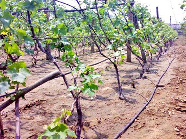 Irrigation goutte à goutte de la vigne