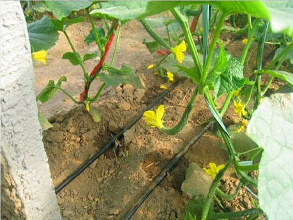 Irrigação gota-a-gota de pepino