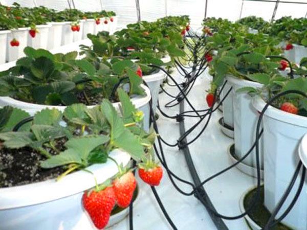 Strawberry drrrigation