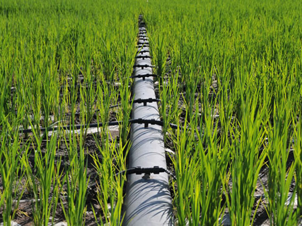 Cas de projet d’irrigation goutte à goutte