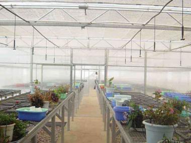 Multi-span greenhouse-micro spray-drip irrigation