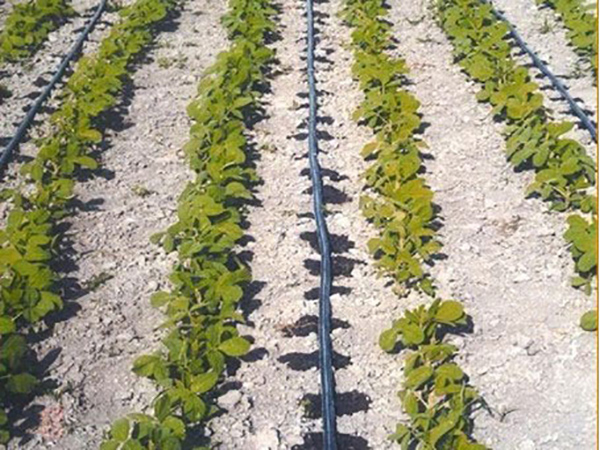Drip irrigation pipe application