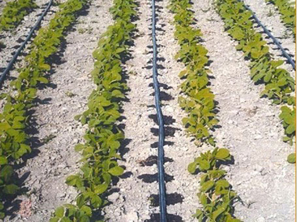 កម្មវិធី បំពង់ បង្ហូរទឹក Drip irrigation